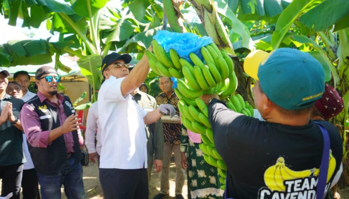 Wali Kota Optimistis Pisang Cavendish Jadi Sumber Ekonomi Baru Warga Probolinggo