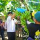 Wali Kota Optimistis Pisang Cavendish Jadi Sumber Ekonomi Baru Warga Probolinggo