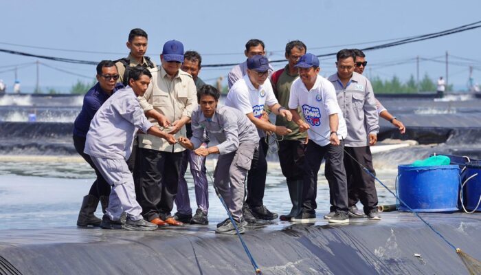 Panen Udang di Kebumen, Prabowo Dorong Penguatan Ekspor dan Lapangan Kerja
