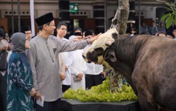 Sapi Kurban Menkeu Purbaya Capai 868 Kg, Disalurkan untuk Warga