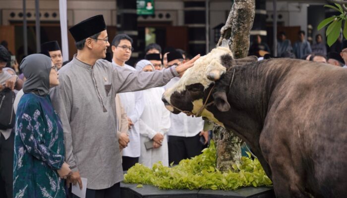 Sapi Kurban Menkeu Purbaya Capai 868 Kg, Disalurkan untuk Warga