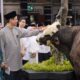 Sapi Kurban Menkeu Purbaya Capai 868 Kg, Disalurkan untuk Warga