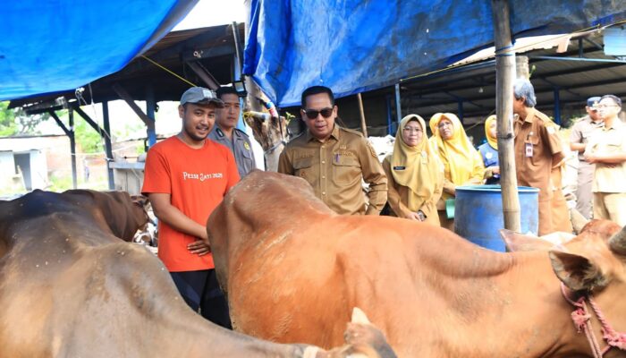 Wali Kota Sidak Lapak Kurban, Pastikan 55 Titik di Probolinggo Bebas Penyakit