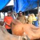Wali Kota Sidak Lapak Kurban, Pastikan 55 Titik di Probolinggo Bebas Penyakit