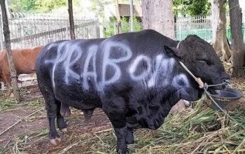 Prabowo Salurkan Ribuan Sapi Kurban, Anggaran Sekitar Rp100 Miliar dari APBN