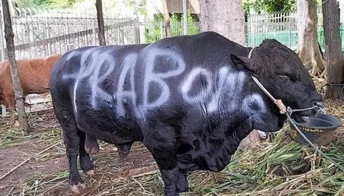 Prabowo Salurkan Ribuan Sapi Kurban, Anggaran Sekitar Rp100 Miliar dari APBN