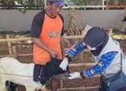 Jelang Iduladha, Ratusan Hewan Kurban di Probolinggo Diperiksa Kesehatannya