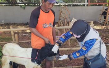 Jelang Iduladha, Ratusan Hewan Kurban di Probolinggo Diperiksa Kesehatannya