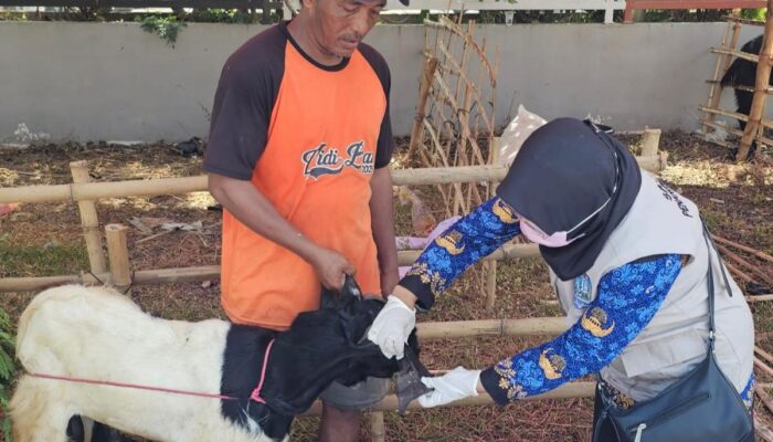 Jelang Iduladha, Ratusan Hewan Kurban di Probolinggo Diperiksa Kesehatannya
