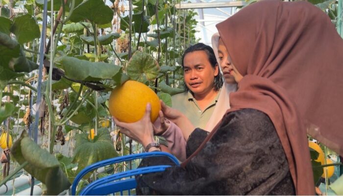 Tak Disangka! Melon Premium Pesisir Probolinggo Berhasil Tembus Pasar Nasional
