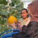 Tak Disangka! Melon Premium Pesisir Probolinggo Berhasil Tembus Pasar Nasional