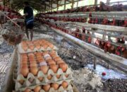 Harga Telur di Jatim Anjlok, Kementan Dorong BGN untuk Bantu Peternak