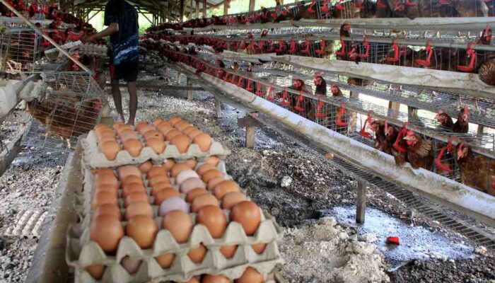 Harga Telur di Jatim Anjlok, Kementan Dorong BGN untuk Bantu Peternak