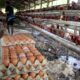 Harga Telur di Jatim Anjlok, Kementan Dorong BGN untuk Bantu Peternak