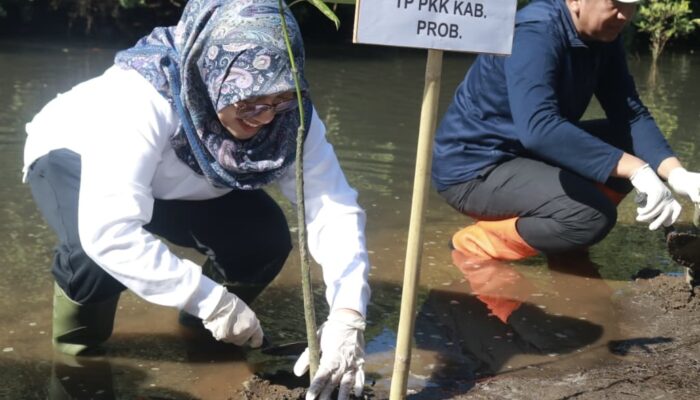 Tanam 500 Mangrove, Pemkab Probolinggo Perkuat Benteng Alami Pesisir