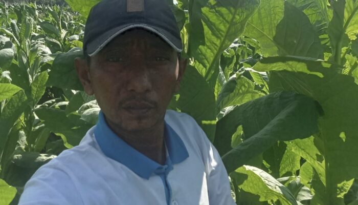 Petani Tembakau Sumenep Khawatir ‘Bandul Nakal’, Pemerintah Diminta Turun Tangan