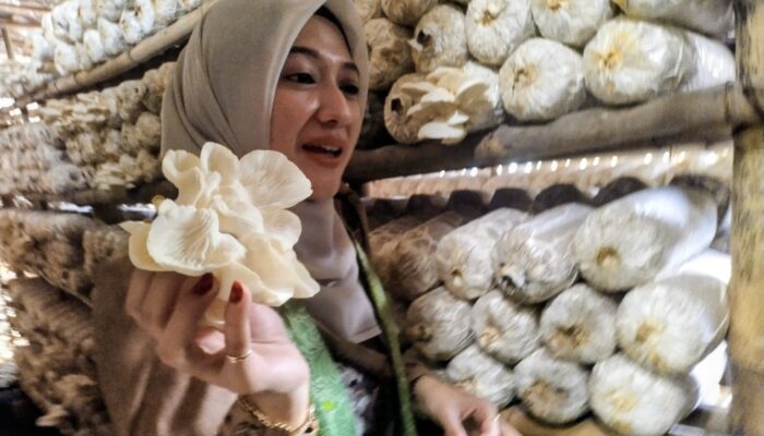Produksi Melimpah, Ning Marisa Dorong Pemasaran Jamur Tiram Probolinggo