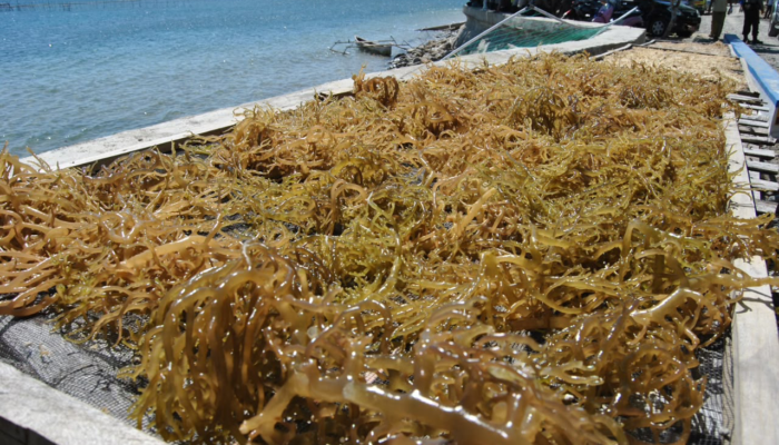 Tarif 0 Persen, Rumput Laut Indonesia Berpeluang Kuasai Pasar AS