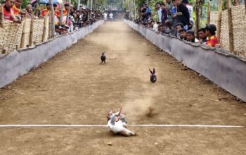 Karapan Kelinci di Probolinggo Ramai, Peserta dari Jember hingga Madura Ikut Bertanding
