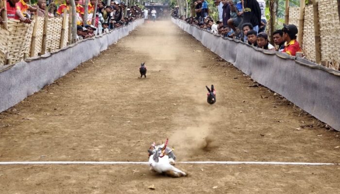 Karapan Kelinci di Probolinggo Ramai, Peserta dari Jember hingga Madura Ikut Bertanding