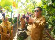 Wali Kota Aminuddin Ingin Kembalikan Anggur Sebagai Ikon Kota Probolinggo