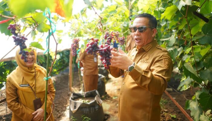 Wali Kota Aminuddin Ingin Kembalikan Anggur Sebagai Ikon Kota Probolinggo