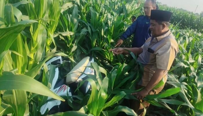 Loh! Ada Motor di Tengah Sawah, Warga Probolinggo Dibuat Penasaran