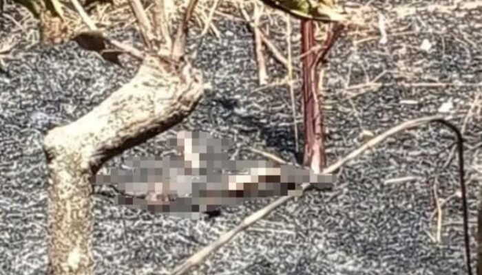 Tragis! Lansia di Probolinggo Tewas Terbakar Saat Padamkan Api di Lahannya
